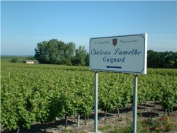 vignoble Sauternes 1