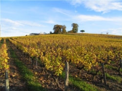 vignoble Sauternes 3