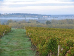 vignoble Sauternes 4